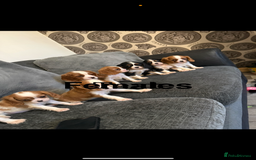 Cavalier King Charles Spaniel dogs for stud: Kc dna clear cavalier boy for stud  in Huddersfield - Image 13