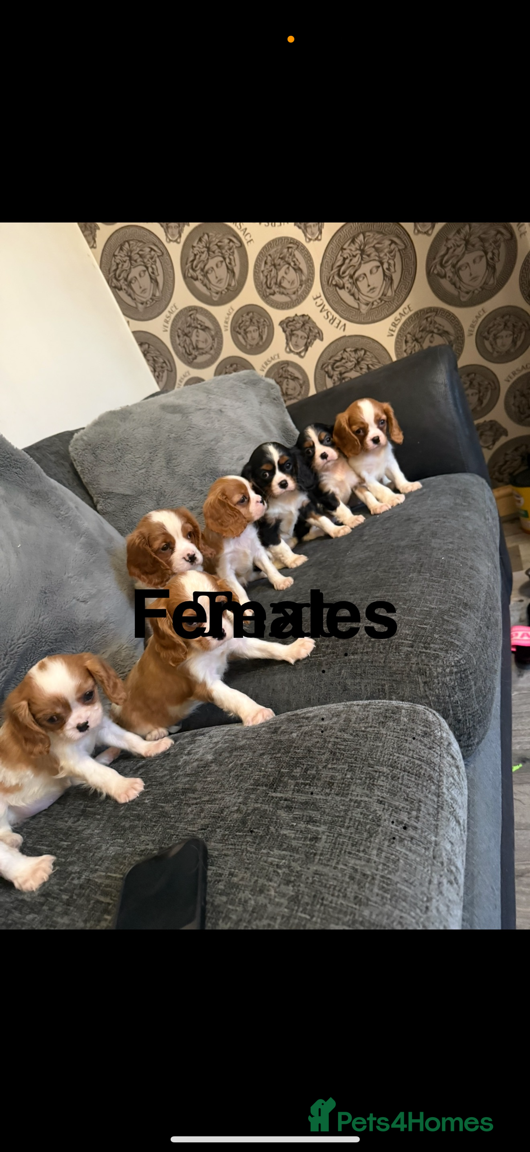 Cavalier King Charles Spaniel dogs for stud: Kc dna clear cavalier boy for stud  in Huddersfield - Image 13