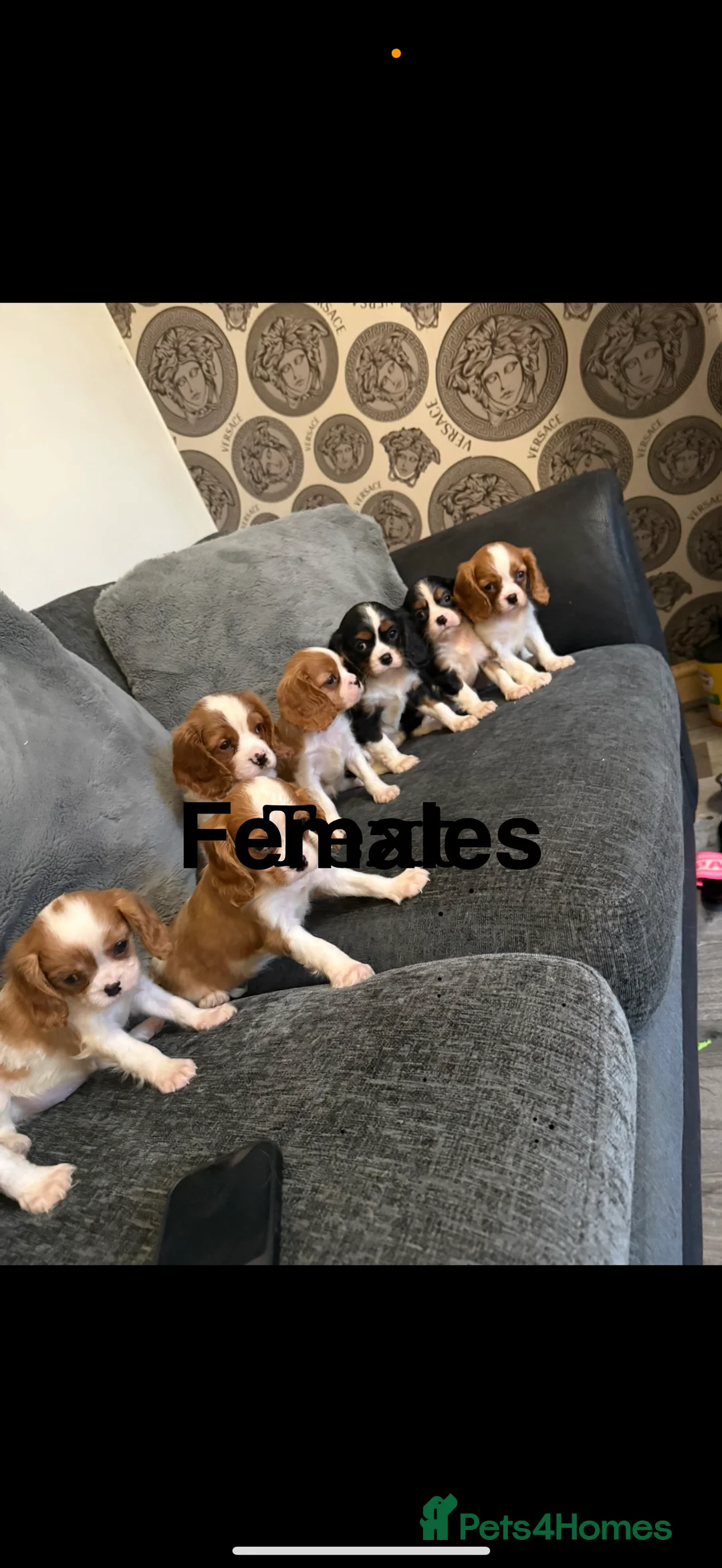 Cavalier King Charles Spaniel dogs for stud: Kc dna clear cavalier boy for stud  in Huddersfield - Advert 13