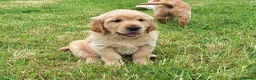 Golden Retriever dogs for sale: Beautiful litter of Golden Retriever puppies 🐶  - Advert 29