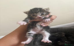 Mixed Breed cats for sale: Gray tabby & black kittens  - Image 2
