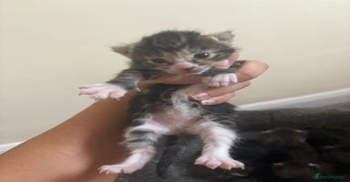 Mixed Breed cats - Advert 7