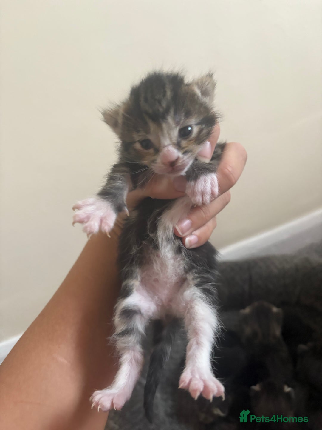 Mixed Breed cats for sale: Gray tabby & black kittens  - Image 2