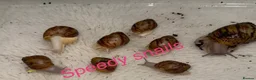 Snails invertebrates for sale: Ovum snails  - Advert 2