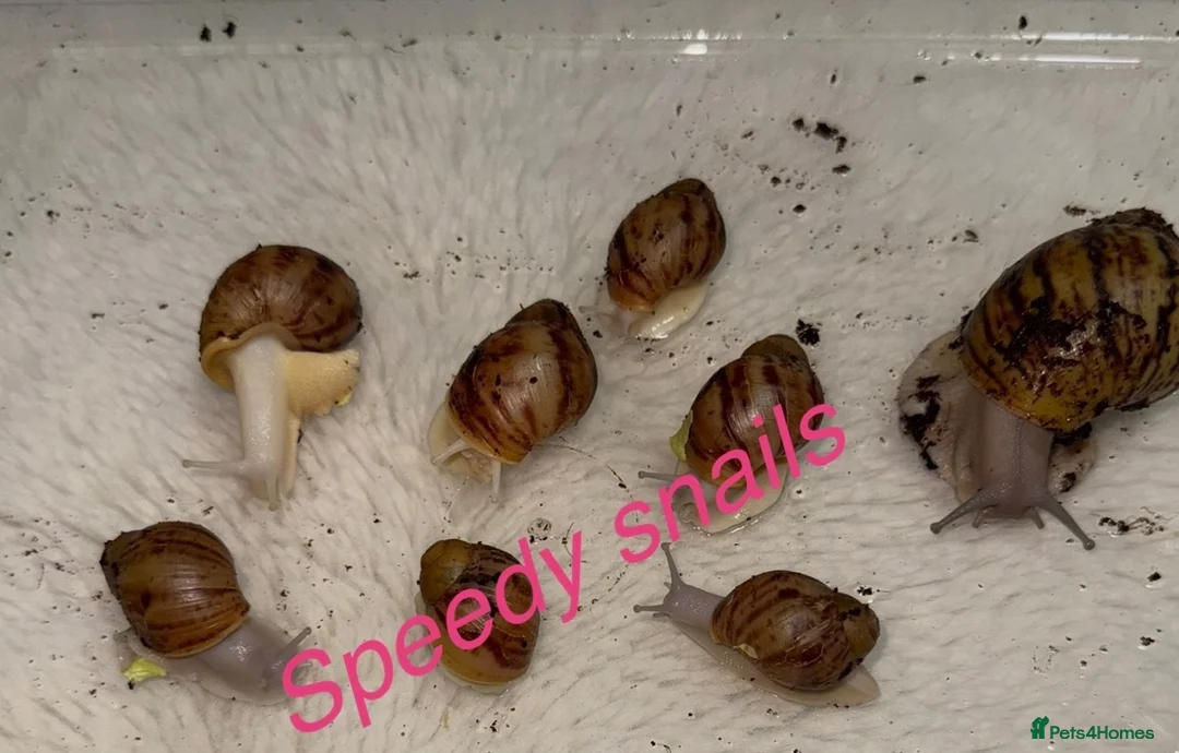 Snails invertebrates for sale: Ovum snails  - Advert 2