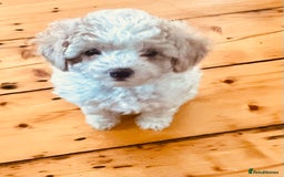 Cavapoochon dogs for sale: 6 beautiful Cavapoochons for sale. Wilmslow. - Image 15