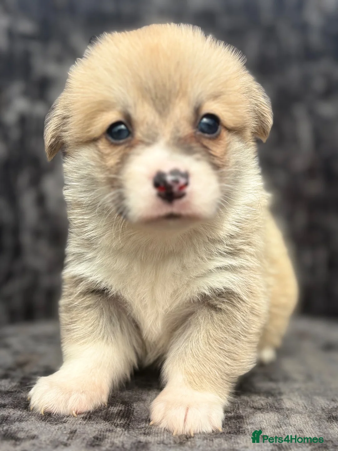 Welsh Corgi Pembroke dogs for sale: Top quality corgis  - Advert 1