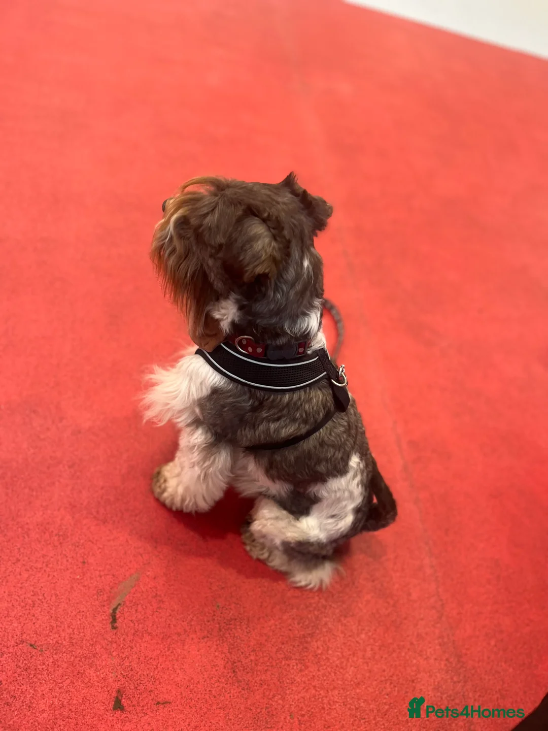 Miniature Schnauzer dogs for stud: KCChoc/White Miniature Schnauzer Stud MAC BVACLEAR in Coventry - Advert 3