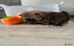 Pomeranian dogs for sale: KC registered Pomeranian puppies - Image 10