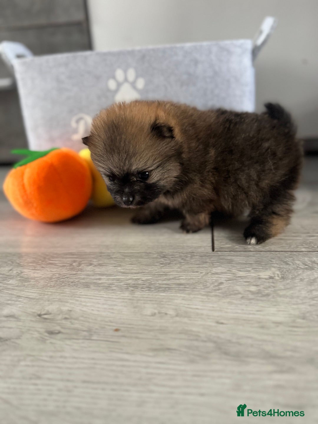 Pomeranian dogs for sale: KC registered Pomeranian puppies - Image 10