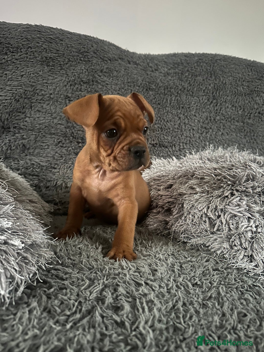 Mixed Breed dogs for sale: French bulldog X English bulldog  - Image 3