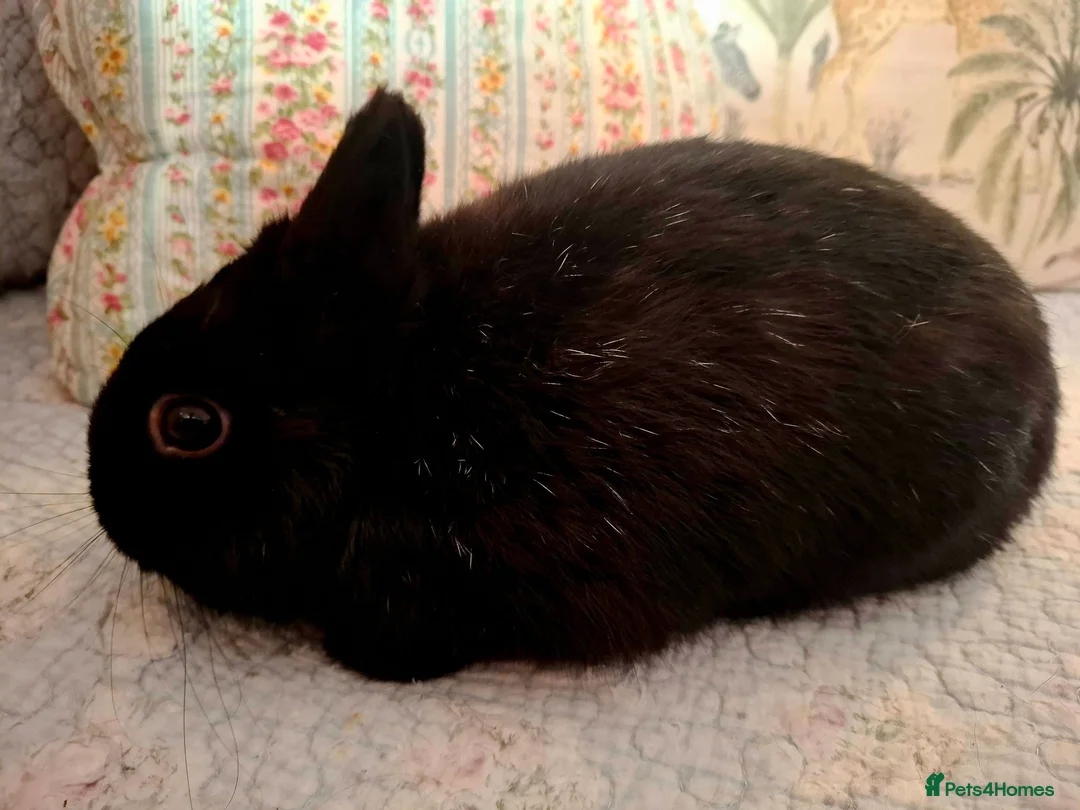 Netherland Dwarf rabbits for sale: Lovely Young Purebred Netherland Dwarf Buck - Advert 2