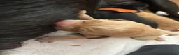 Labrador Retriever dogs for sale: KC Registered Labrador Puppies - Advert 12
