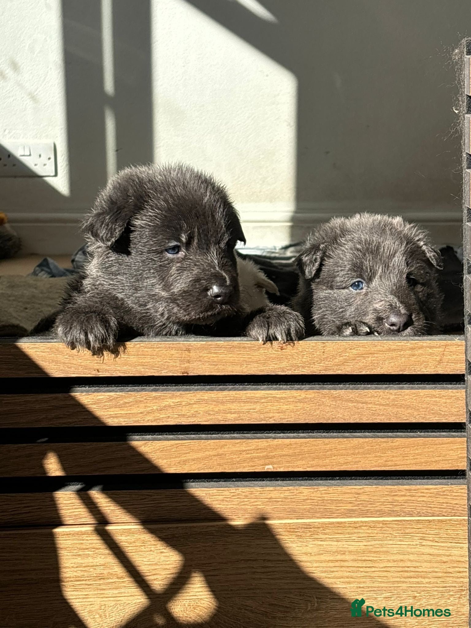 German Shepherd dogs 💙7 Blues & 1 White Polar Bear 💙 kc reg ready now - Advert 2