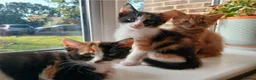 Mixed Breed cats for sale: 2 Calico Girls and 1 Ginger Male - Advert 1