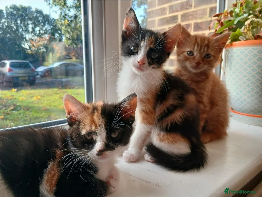Mixed Breed cats for sale: 2 Calico Girls and 1 Ginger Male - Advert 1