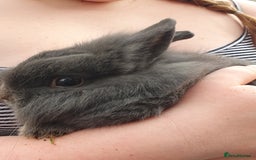 Lionhead rabbits for sale: Grey male bunny - Advert 1