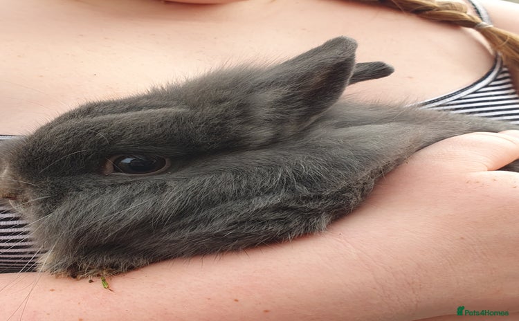 Lionhead rabbits Grey male bunny - Advert 7