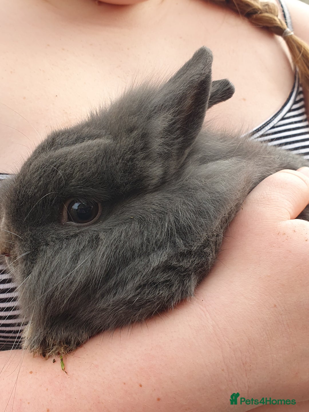 Lionhead rabbits for sale: Grey male bunny - Advert 1