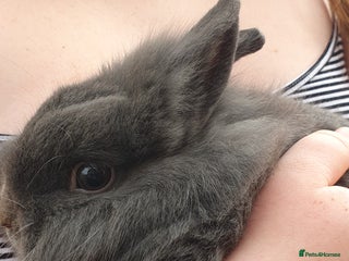 Lionhead rabbits for sale: Grey male bunny - Advert 1
