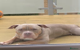 American Bully dogs for stud: Bolic The Bully/Pocket TTPG - Image 6