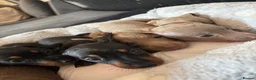 Miniature Dachshund dogs for sale: Miniature dachshunds  in Runcorn - Advert 18