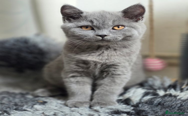 British Shorthair cats - Advert 15