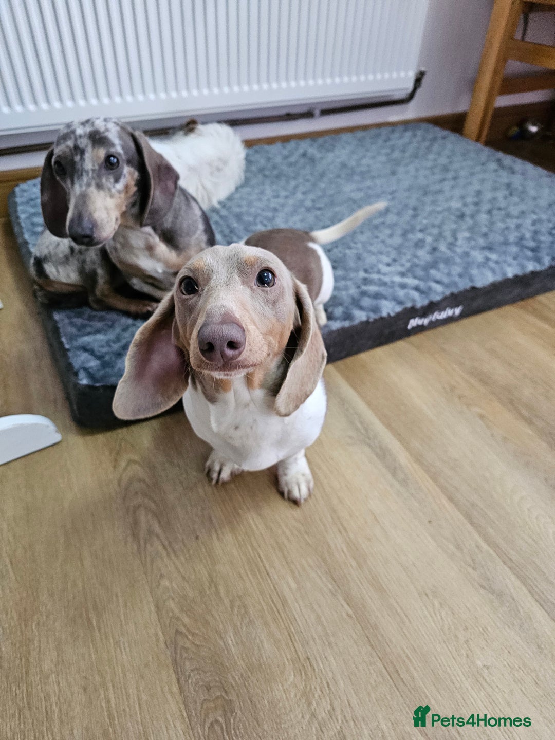 Miniature Dachshund dogs for sale: 2 miniature dachshunds must stay together - Image 15