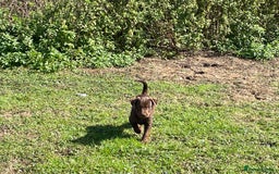 Patterdale Terrier dogs for sale: Handsome patterdale Boy - Image 2
