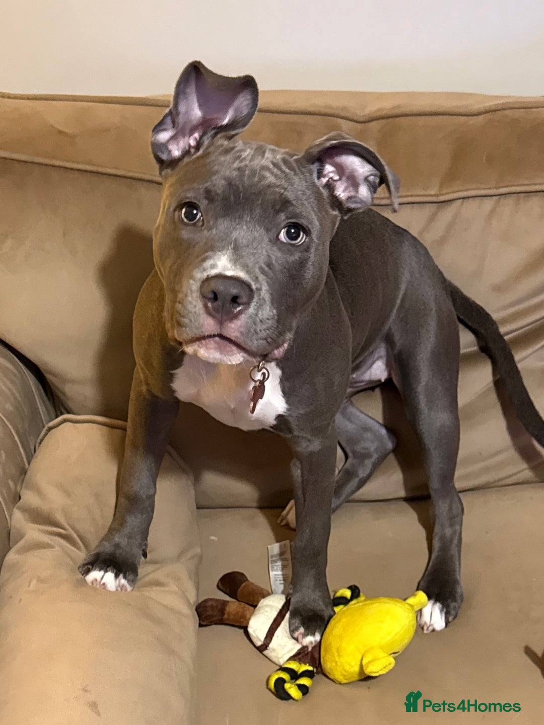 Mixed Breed dogs for sale: 6 Month female staffy for sale  - Advert 3