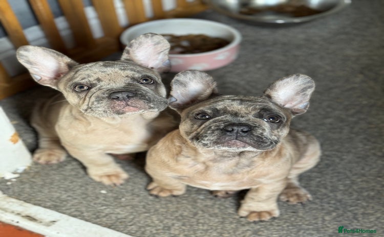 French Bulldog dogs in Stoke-on-Trent - Advert 13