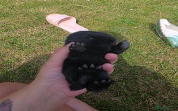 Mini Lop rabbits for sale: Baby mini lop rabbits - Image 13
