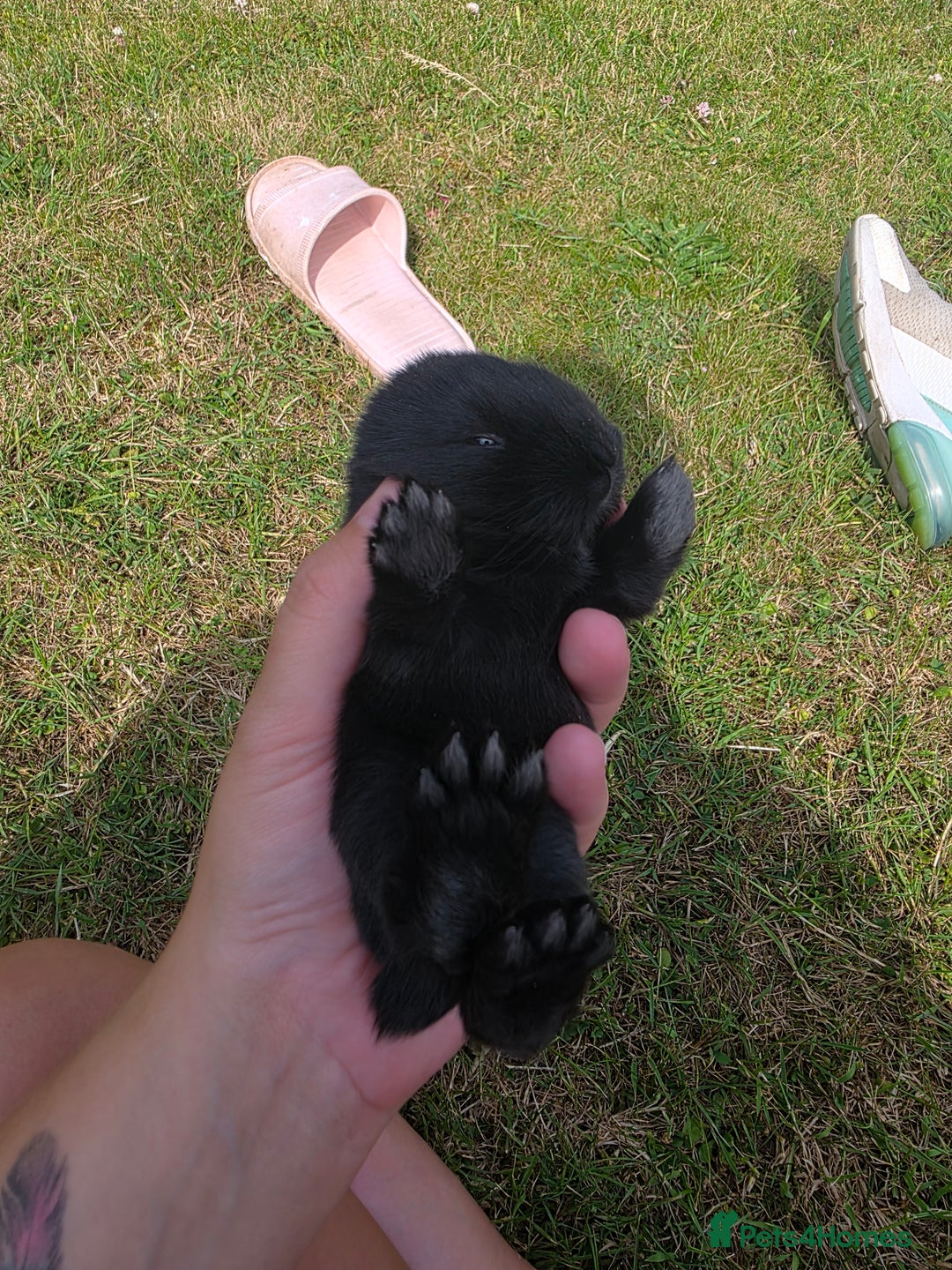 Mini Lop rabbits for sale: Baby mini lop rabbits - Image 13