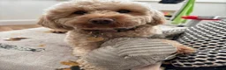 Cockapoo dogs for sale: Cockapoo Puppies - Advert 15