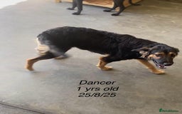 Mixed Breed dogs for adoption: Dancer, Approx 13 months, Available for adoption. - Image 8