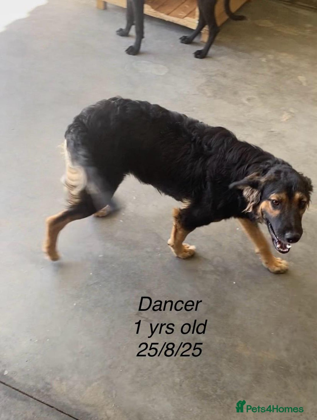 Mixed Breed dogs for adoption: Dancer, Approx 13 months, Available for adoption. - Image 8