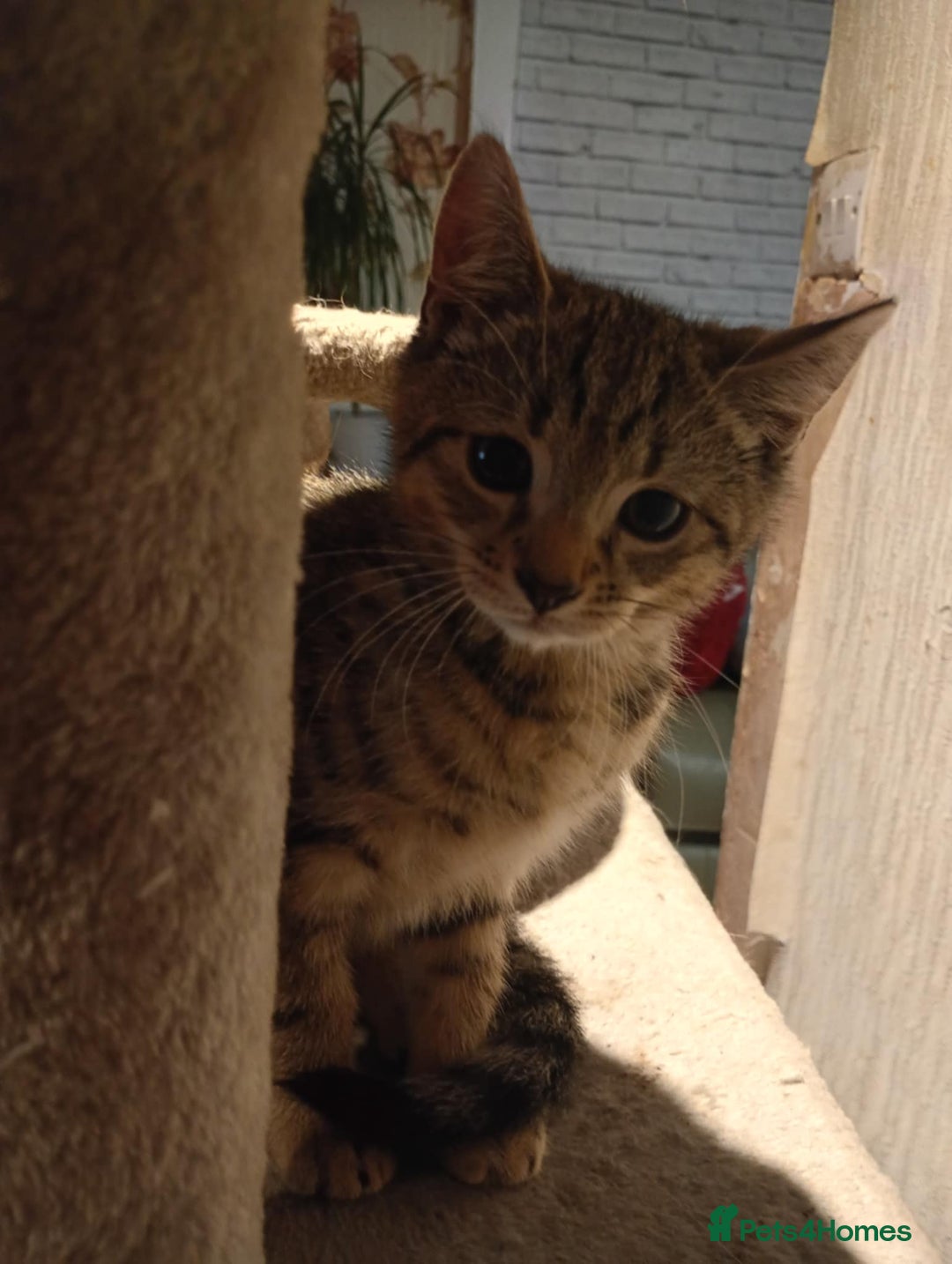 York Chocolate cats for sale: Very cute cats who needs to go to home! - Image 11