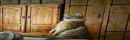 Domestic Shorthair cats for sale: 2 year old cat for rehoming - Advert 1