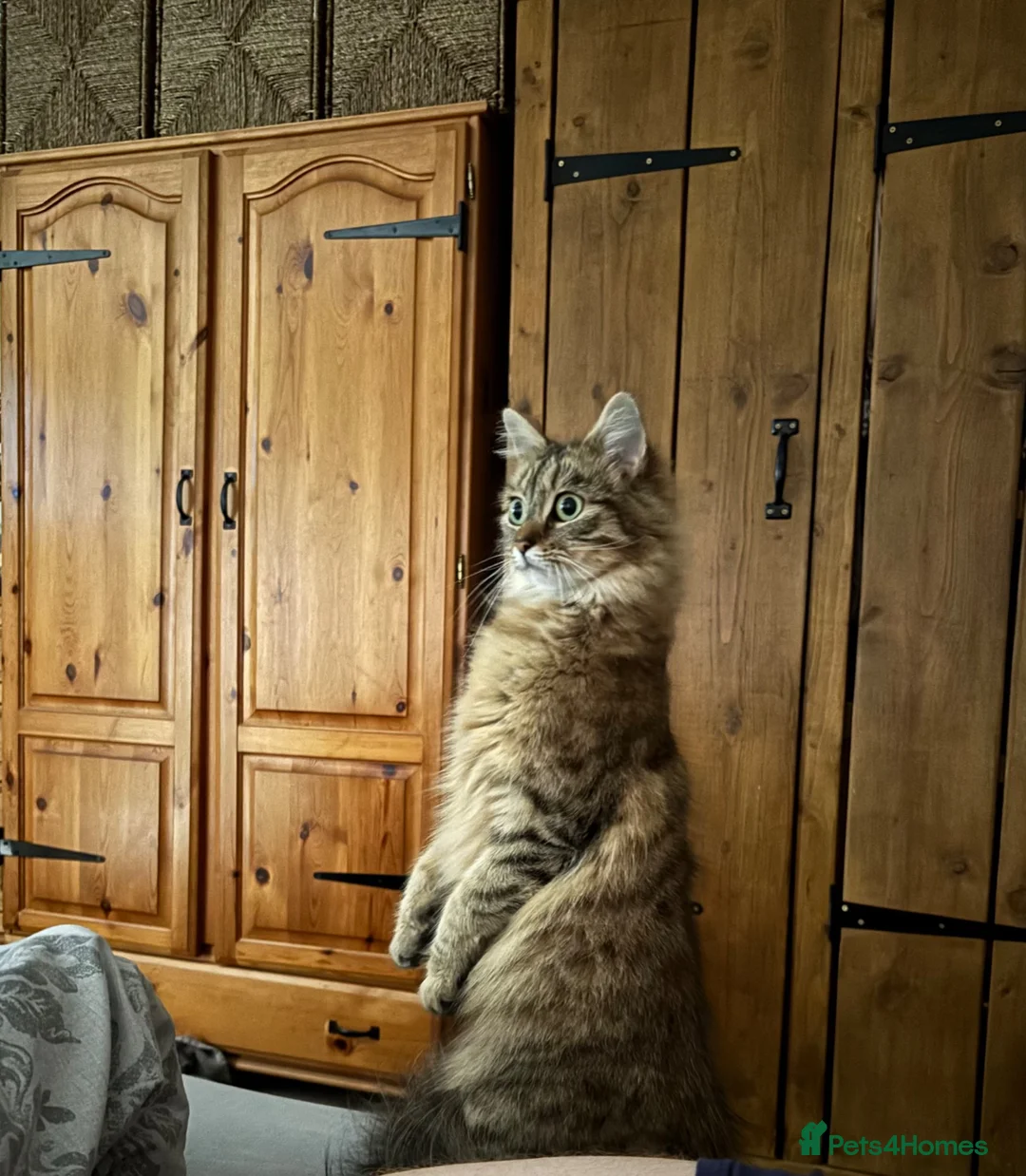 Domestic Shorthair cats for sale: 2 year old cat for rehoming - Advert 1