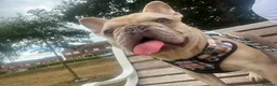 Frug dogs for sale: Beautiful litter of frugs - Advert 15