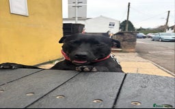 Staffordshire Bull Terrier dogs for sale: Staffordshire Bull terrier  - Image 2