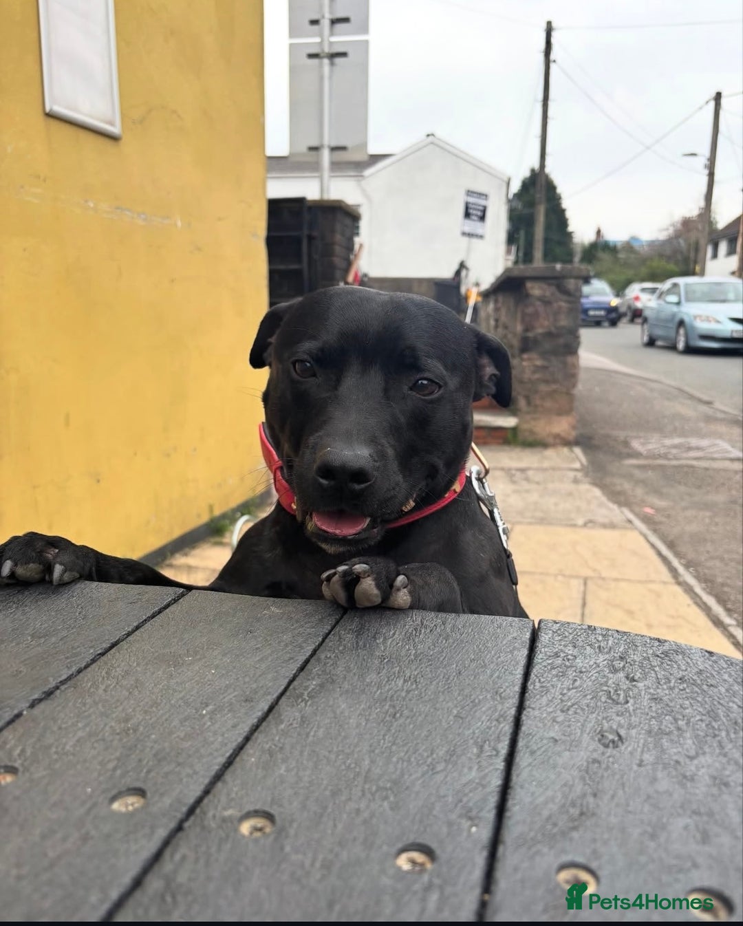 Staffordshire Bull Terrier dogs for sale: Staffordshire Bull terrier  - Image 2