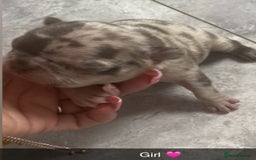 French Bulldog dogs for sale: ***BEAUTIFUL LITTER OF 7 FRENCH BULLDOGS *** - Image 3