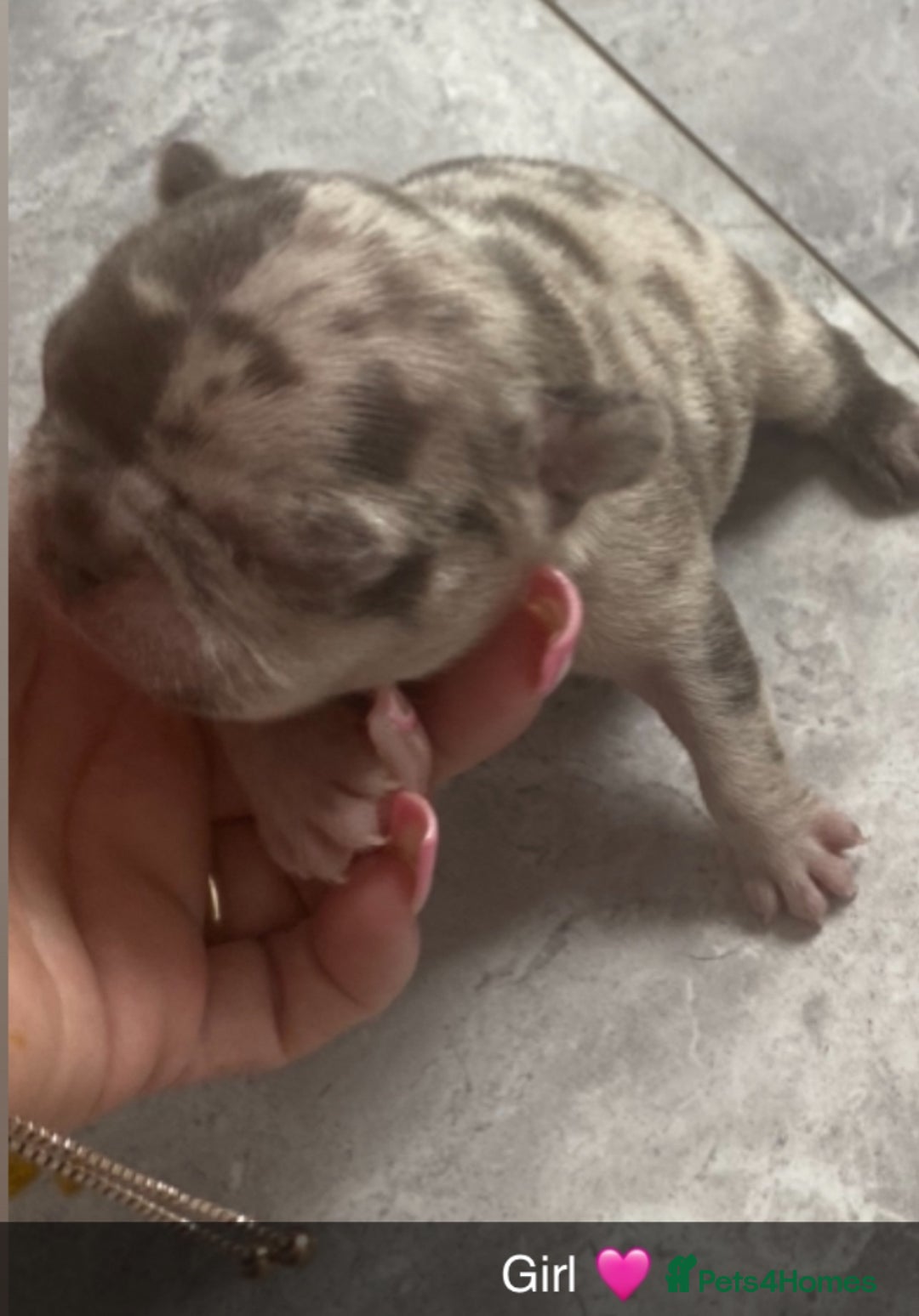 French Bulldog dogs for sale: ***BEAUTIFUL LITTER OF 7 FRENCH BULLDOGS *** - Image 3