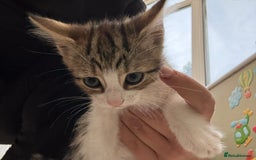 Mixed Breed cats for sale: One Male kitten left 8 weeks old ready now - Image 6
