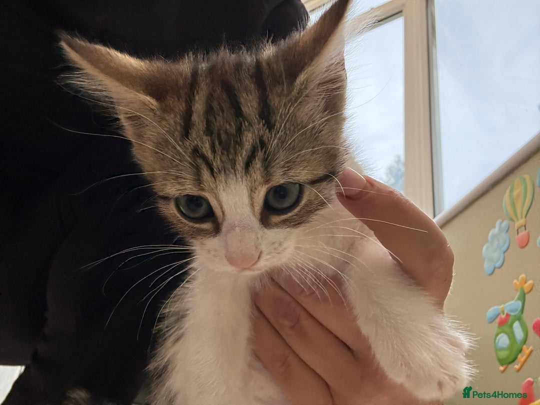 Mixed Breed cats for sale: One Male kitten left 8 weeks old ready now - Image 6