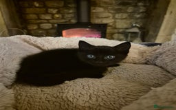 Mixed Breed cats for sale: Beautiful Kittens- Ready Now - Image 4