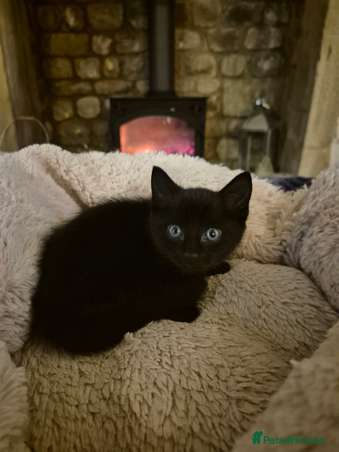 Mixed Breed cats for sale: Beautiful Kittens- Ready Now - Image 4