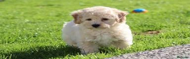 Cavapoochon 1
