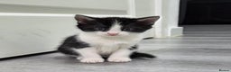 Mixed Breed cats for sale: Mixed breed kittens - Advert 20